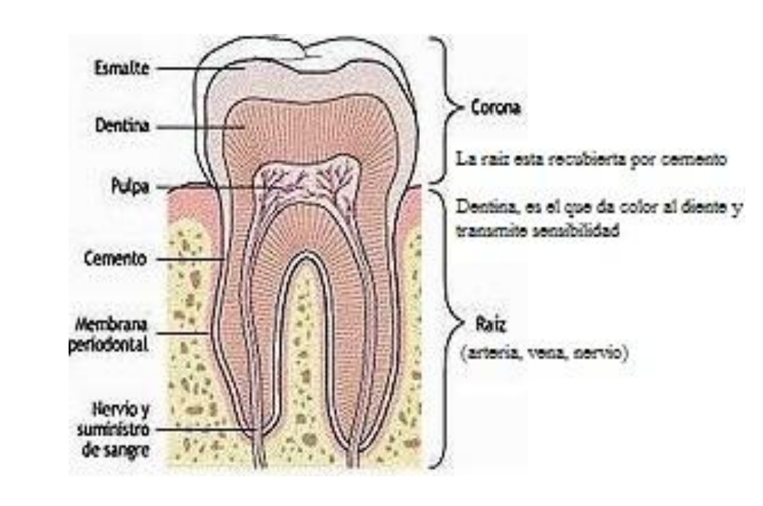 ANATOMÍA DENTAL Morfología completa de un diente